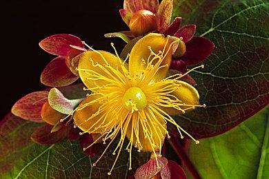 《寂静岭：Townfall》承诺2024年将公布更多信息